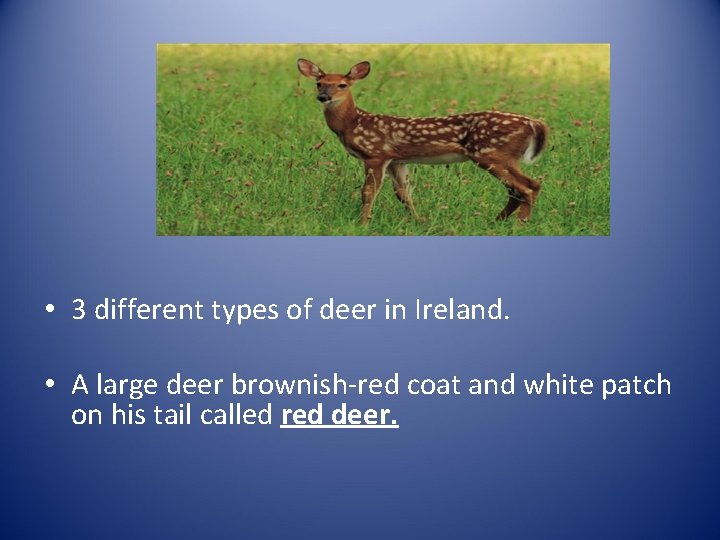  • 3 different types of deer in Ireland. • A large deer brownish-red