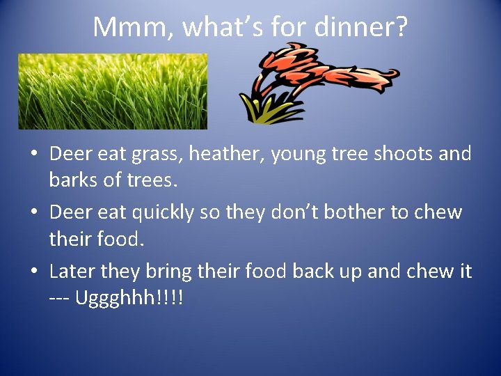 Mmm, what’s for dinner? • Deer eat grass, heather, young tree shoots and barks