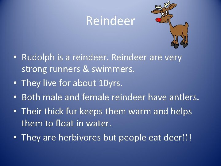 Reindeer • Rudolph is a reindeer. Reindeer are very strong runners & swimmers. •