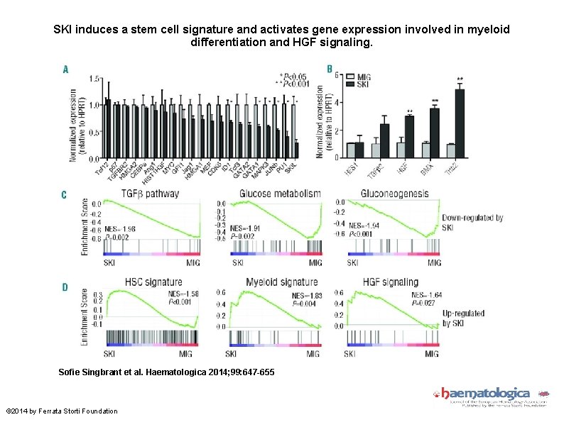 SKI induces a stem cell signature and activates gene expression involved in myeloid differentiation