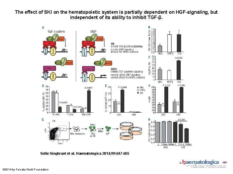 The effect of SKI on the hematopoietic system is partially dependent on HGF-signaling, but