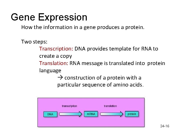 Gene Expression How the information in a gene produces a protein. Two steps: Transcription: