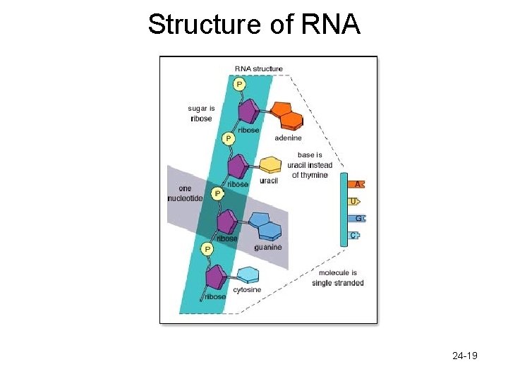 Structure of RNA 24 -19 