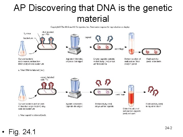 AP Discovering that DNA is the genetic material • Fig. 24. 1 24 -2