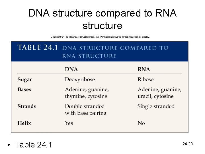 DNA structure compared to RNA structure • Table 24. 1 24 -20 