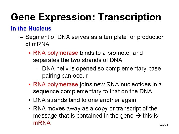 Gene Expression: Transcription In the Nucleus – Segment of DNA serves as a template