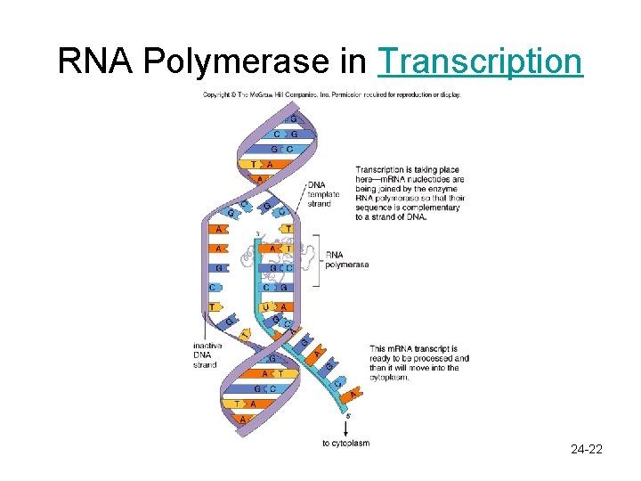 RNA Polymerase in Transcription 24 -22 