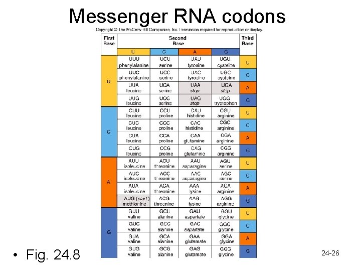 Messenger RNA codons • Fig. 24. 8 24 -26 