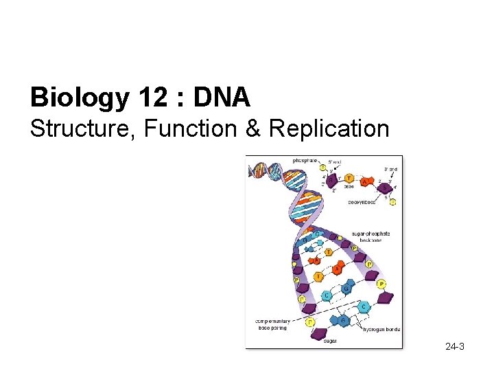 Biology 12 : DNA Structure, Function & Replication 24 -3 