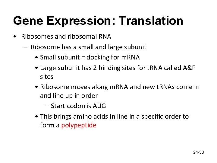 Gene Expression: Translation • Ribosomes and ribosomal RNA – Ribosome has a small and
