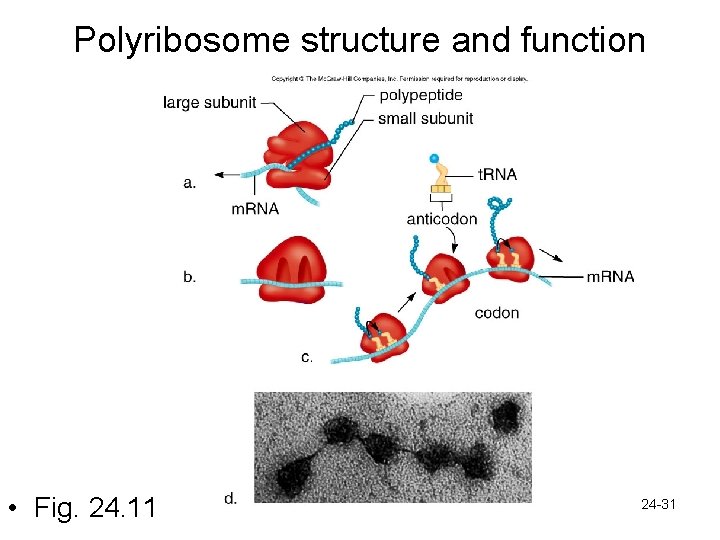 Polyribosome structure and function • Fig. 24. 11 24 -31 