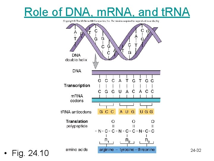 Role of DNA, m. RNA, and t. RNA • Fig. 24. 10 24 -32