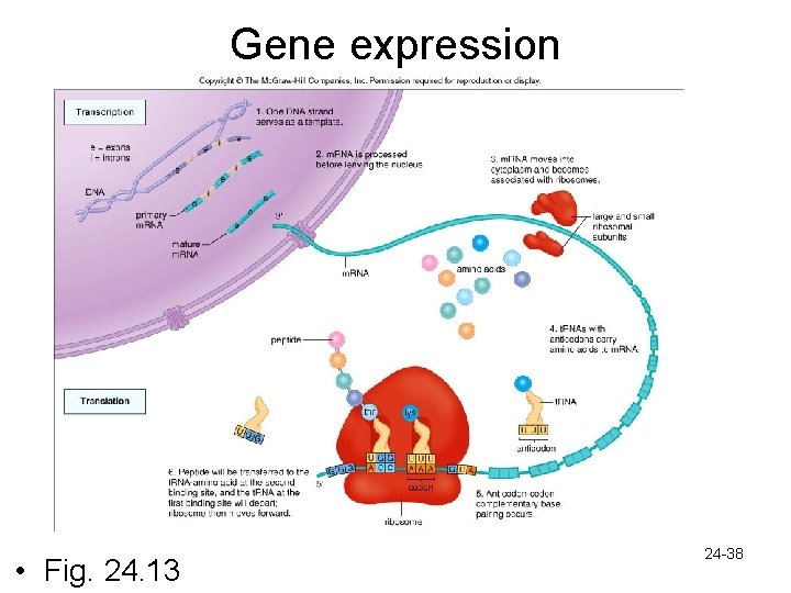 Gene expression • Fig. 24. 13 24 -38 