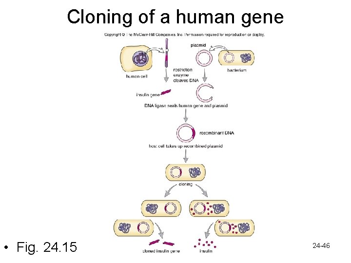 Cloning of a human gene • Fig. 24. 15 24 -46 