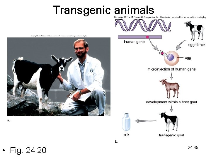 Transgenic animals • Fig. 24. 20 24 -49 