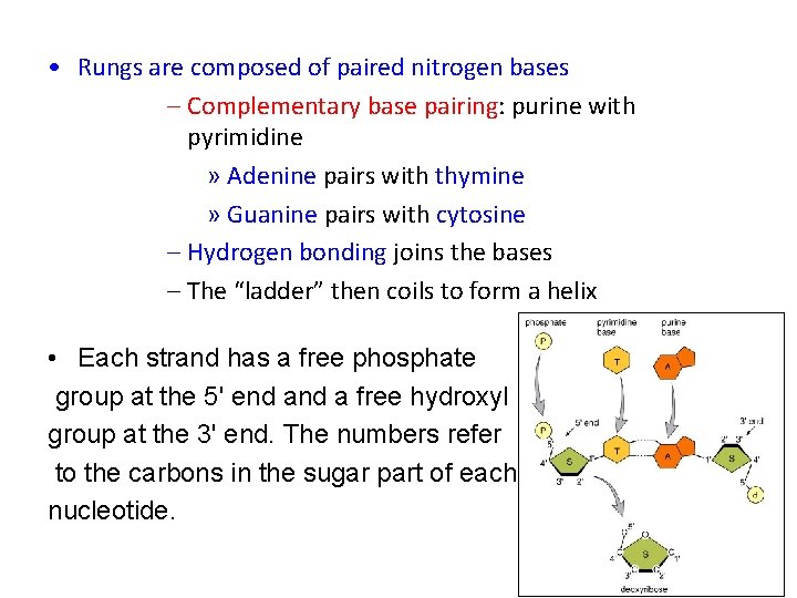  • Rungs are composed of paired nitrogen bases – Complementary base pairing: purine