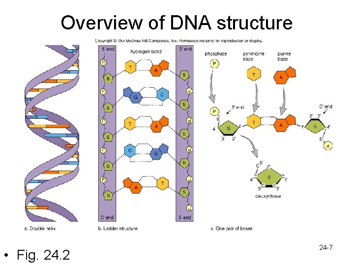 Overview of DNA structure • Fig. 24. 2 24 -7 
