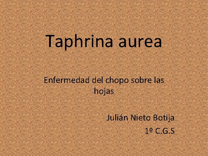 Taphrina aurea Enfermedad del chopo sobre las hojas Julián Nieto Botija 1º C. G.