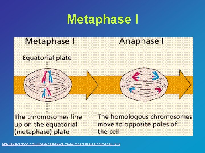 Metaphase I http: //everyschool. org/u/logan/cellreproductionx/rogersa/research/meiosis. html 