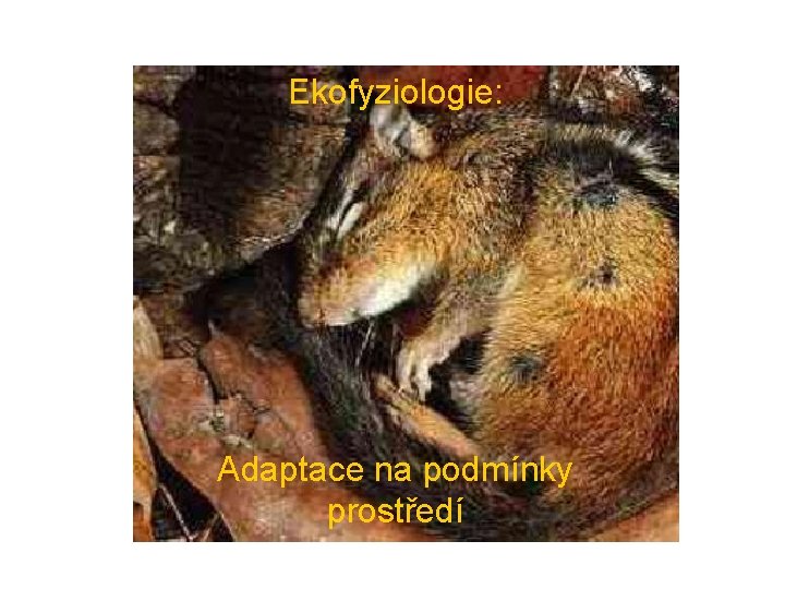 Ekofyziologie: Adaptace na podmínky prostředí 