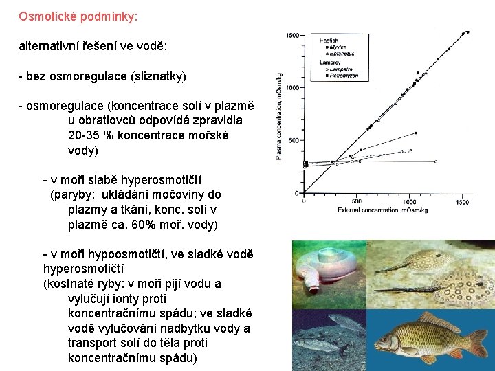 Osmotické podmínky: alternativní řešení ve vodě: - bez osmoregulace (sliznatky) - osmoregulace (koncentrace solí