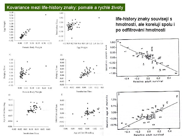 Kovariance mezi life-history znaky: pomalé a rychlé životy life-history znaky souvisejí s hmotností, ale