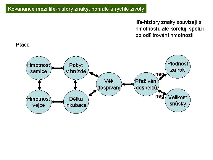 Kovariance mezi life-history znaky: pomalé a rychlé životy life-history znaky souvisejí s hmotností, ale