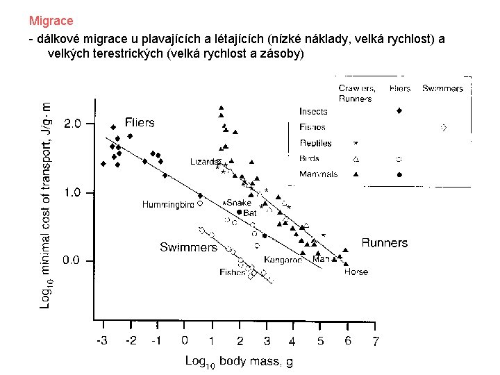 Migrace - dálkové migrace u plavajících a létajících (nízké náklady, velká rychlost) a velkých