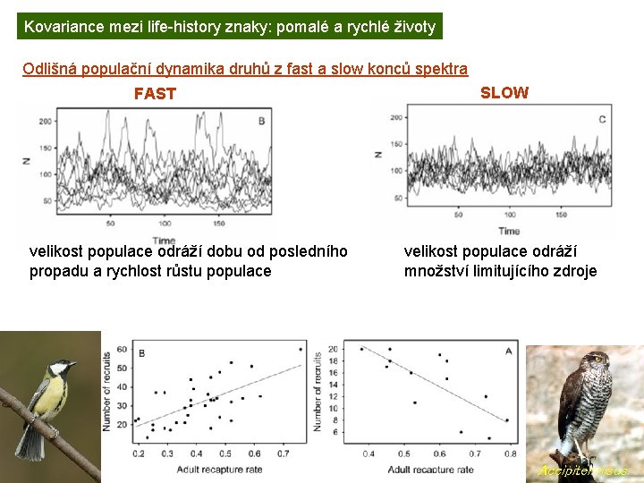 Kovariance mezi life-history znaky: pomalé a rychlé životy Odlišná populační dynamika druhů z fast