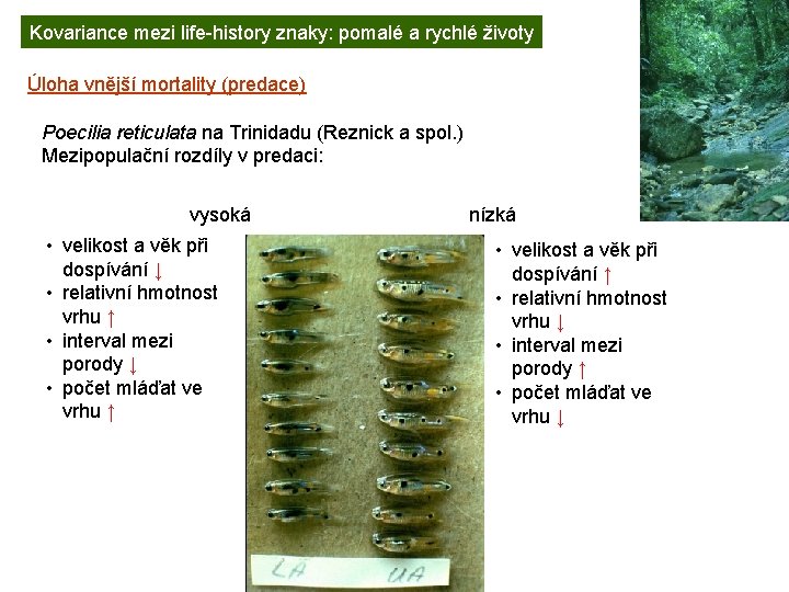 Kovariance mezi life-history znaky: pomalé a rychlé životy Úloha vnější mortality (predace) Poecilia reticulata