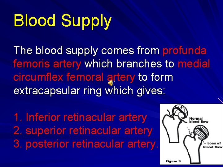 Blood Supply The blood supply comes from profunda femoris artery which branches to medial