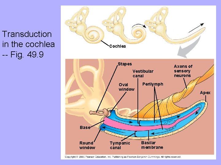 Transduction in the cochlea -- Fig. 49. 9 Cochlea Stapes Vestibular canal Oval window