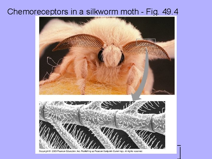 Chemoreceptors in a silkworm moth - Fig. 49. 4 