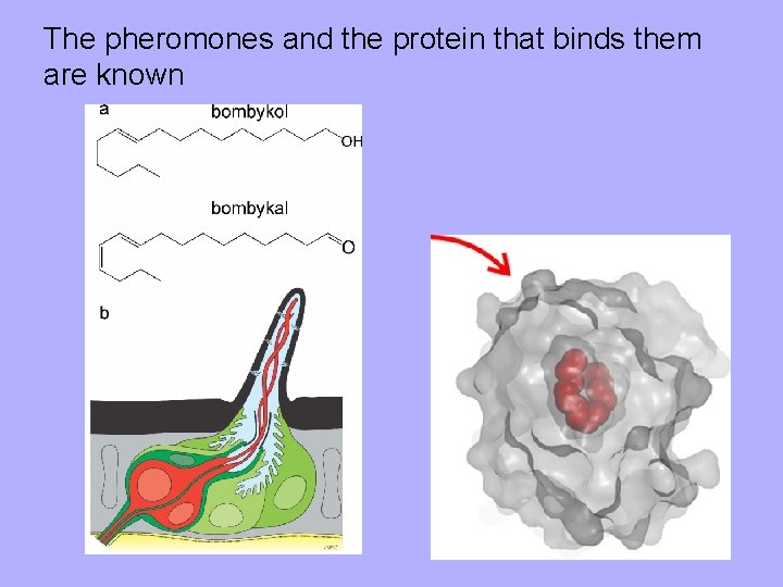 The pheromones and the protein that binds them are known 