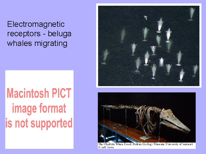 Electromagnetic receptors - beluga whales migrating 