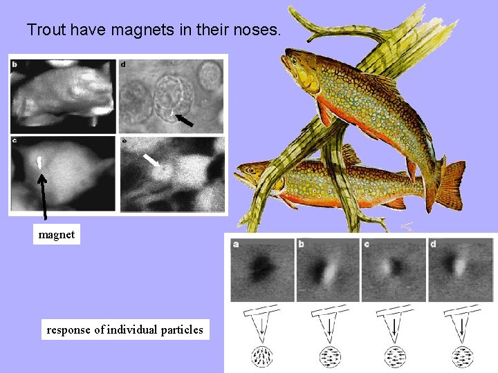 Trout have magnets in their noses. magnet response of individual particles 