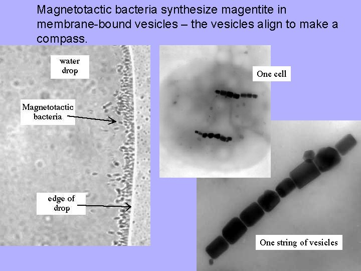 Magnetotactic bacteria synthesize magentite in membrane-bound vesicles – the vesicles align to make a