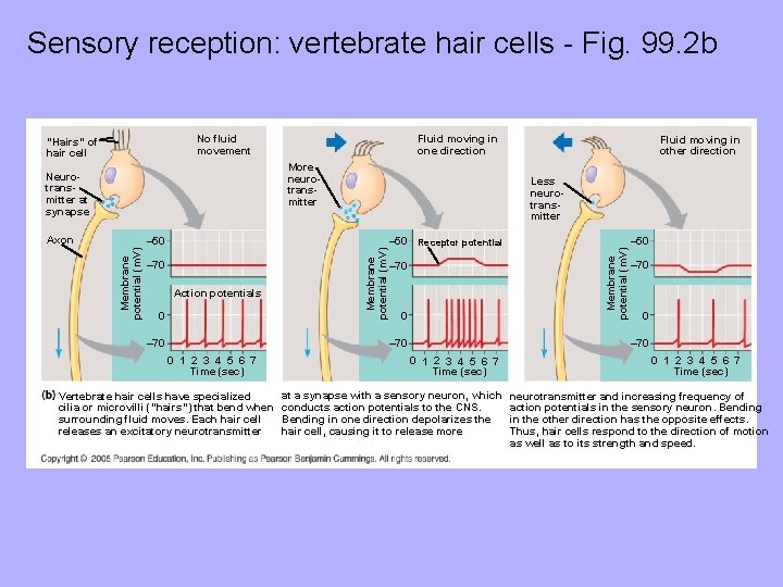 Sensory reception: vertebrate hair cells - Fig. 99. 2 b No fluid movement “Hairs”