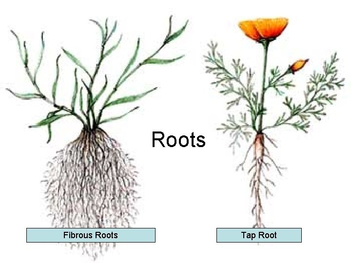 Roots Fibrous Roots Tap Root 