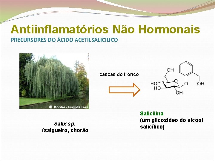 Antiinflamatórios Não Hormonais PRECURSORES DO ÁCIDO ACETILSALICÍLICO cascas do tronco Salix sp. (salgueiro, chorão