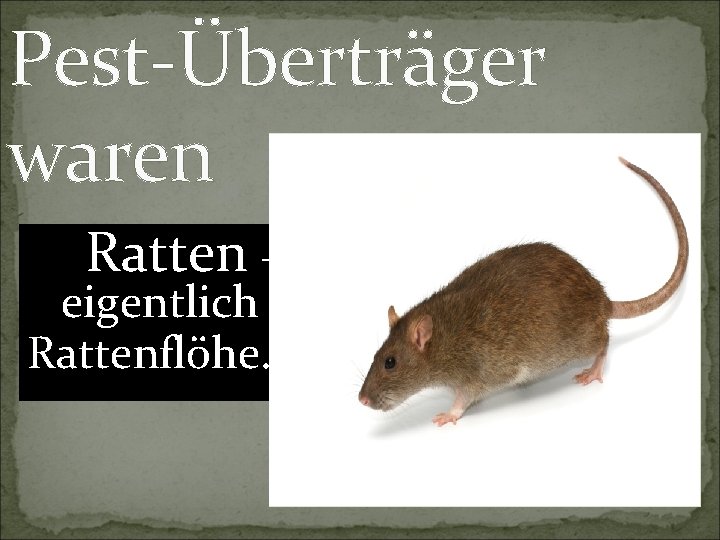 Pest-Überträger waren Ratten – eigentlich Rattenflöhe. 