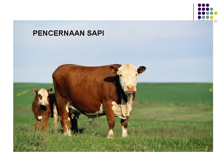 PENCERNAAN SAPI 