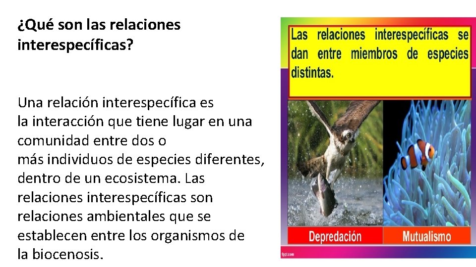 ¿Qué son las relaciones interespecíficas? Una relación interespecífica es la interacción que tiene lugar