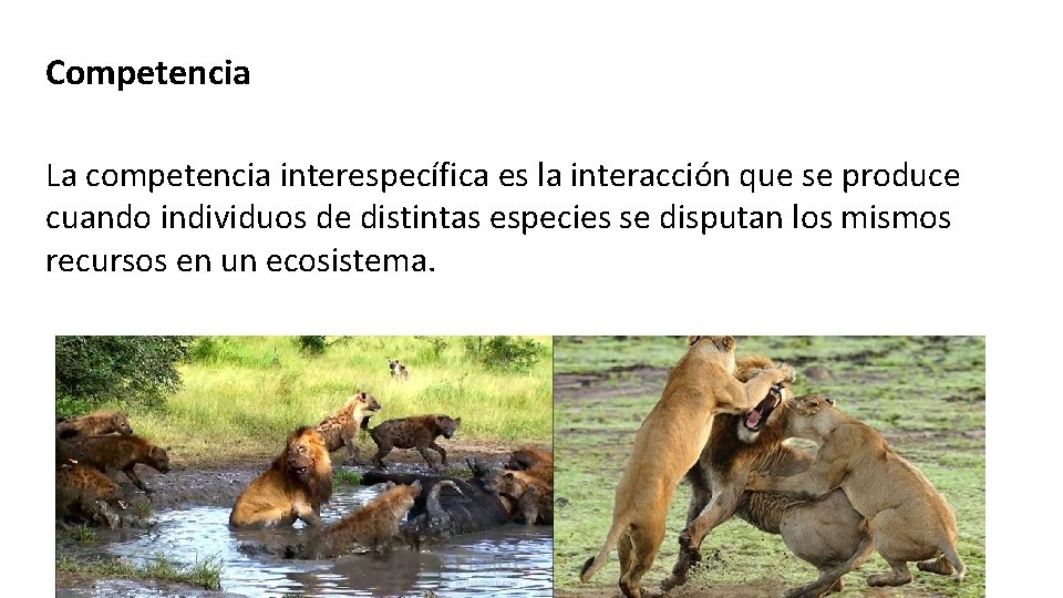 Competencia La competencia interespecífica es la interacción que se produce cuando individuos de distintas