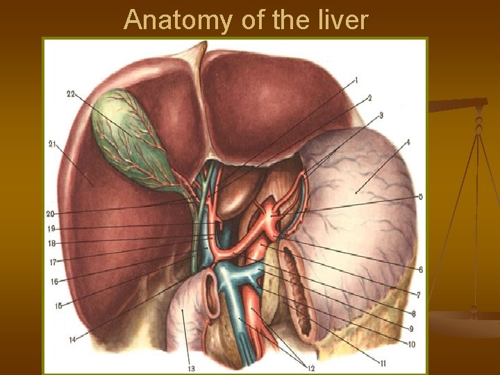 Anatomy of the liver 