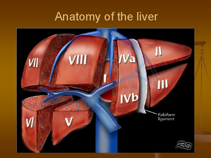 Anatomy of the liver 