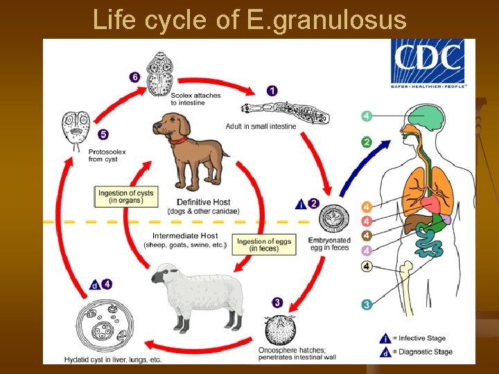 Life cycle of E. granulosus 