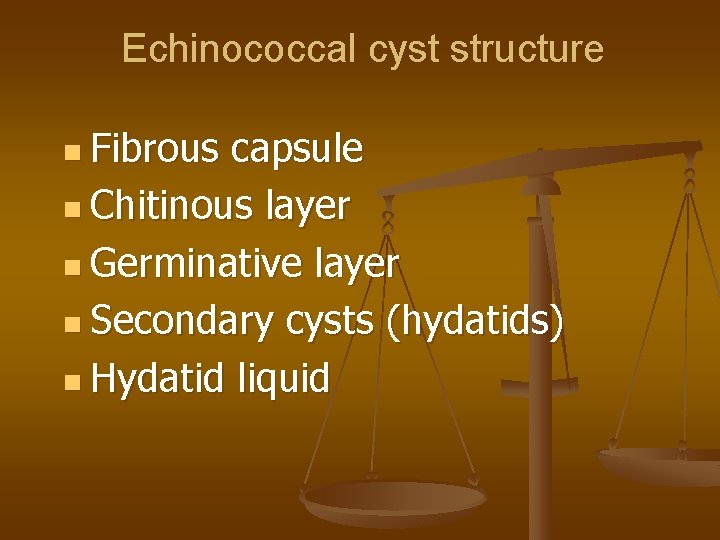 Echinococcal cyst structure n Fibrous capsule n Chitinous layer n Germinative layer n Secondary
