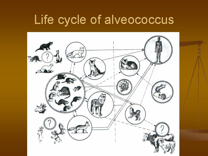 Life cycle of alveococcus 