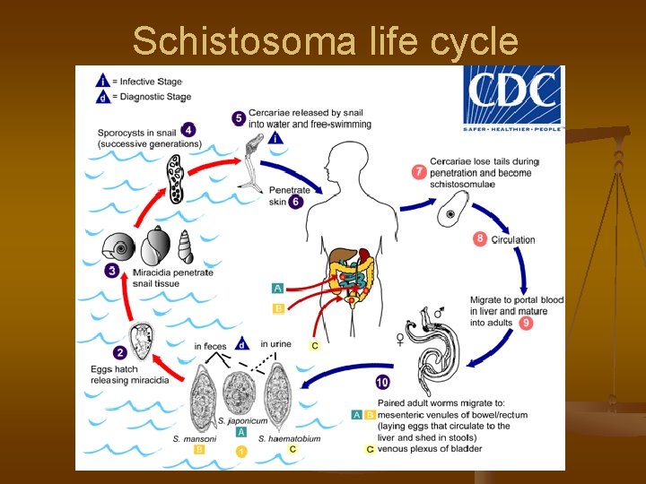 Schistosoma life cycle 